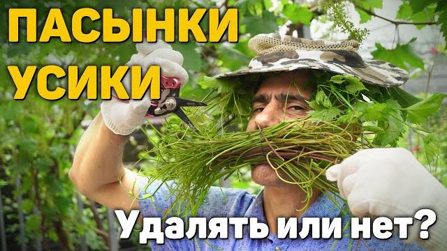 Пасынки, усики на винограде - удалять или нет? Пасынки, усики на винограде - удалять или нет?