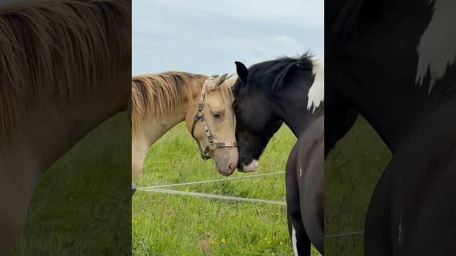 Happy birthday girls!! #horse #equestrian #friends #pony #birthday #fyp #summer #sameday #friend Happy birthday girls!! #horse #equestrian #friends #pony #birthday #fyp #summer #sameday #friend