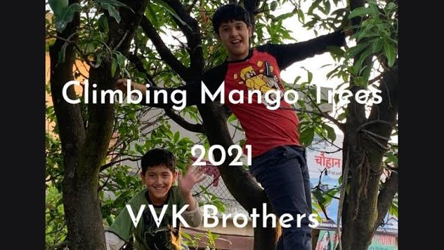 World mango day/climbing mango trees/plucking mangoes/masti time/ summer/childhood/fruits/healthy World mango day/climbing mango trees/plucking mangoes/masti time/ summer/childhood/fruits/healthy