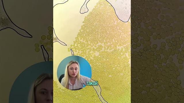 Золотая кр0вь #биология #егэ #интересное Золотая кр0вь #биология #егэ #интересное