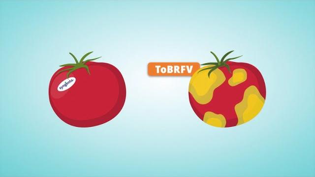 Reduce tobrfv transmission in greenhouses Reduce tobrfv transmission in greenhouses
