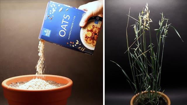 Growing oats time lapse - seed to harvest in 69 days Growing oats time lapse - seed to harvest in 69 days