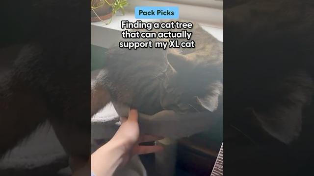 Getting a new cat tree for my xl cat | the pack Getting a new cat tree for my xl cat | the pack