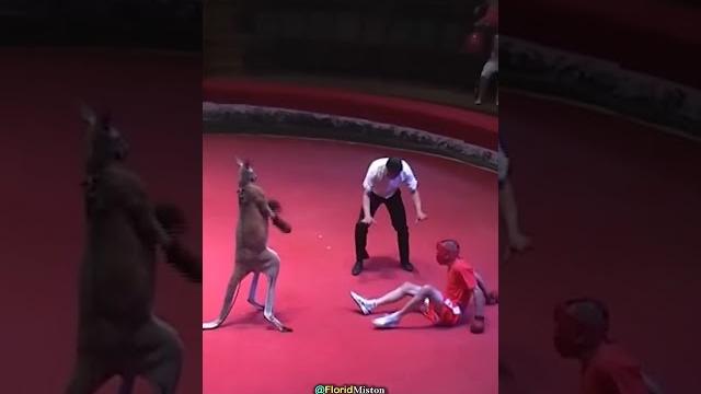 Kangaroo vs boxer fight Kangaroo vs boxer fight