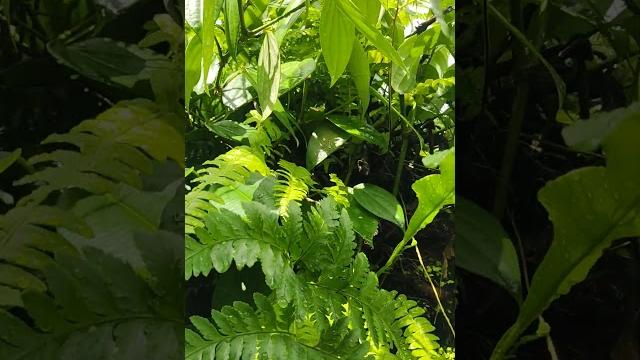 《雨后》油亮的叶子在风里翻动银白的背面像一群振翅的蝴蝶雨珠从叶尖坠落在午后三点的光里划出细碎的虹泥土的呼吸漫过青苔漫过石阶漫过我的脚背这一刻世界是一面被打湿的镜子映出天空和无数个摇晃的自己 《雨后》油亮的叶子在风里翻动银白的背面像一群振翅的蝴蝶雨珠从叶尖坠落在午后三点的光里划出细碎的虹泥土的呼吸漫过青苔漫过石阶漫过我的脚背这一刻世界是一面被打湿的镜子映出天空和无数个摇晃的自己