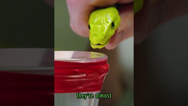 Green mamba venom milking! Green mamba venom milking!