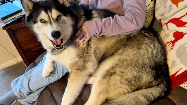 Husky arguing with his nan over the years! Husky arguing with his nan over the years!