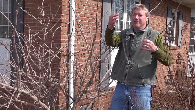Pruning sambucus in early spring Pruning sambucus in early spring