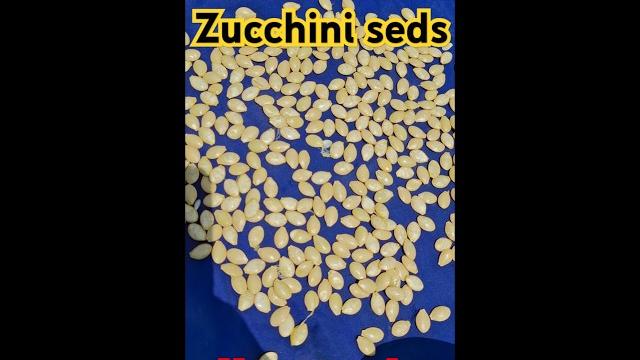 How to make zucchini hybrid seds How to make zucchini hybrid seds