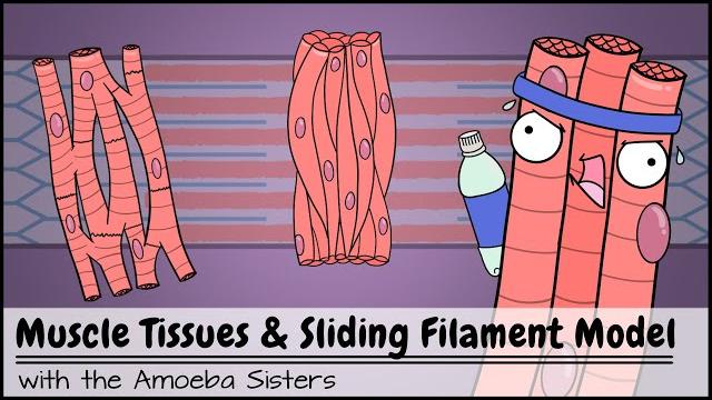Muscle tissues and sliding filament model Muscle tissues and sliding filament model