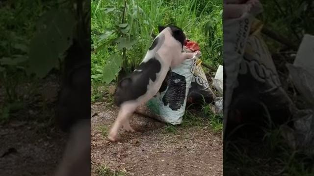Twerking 抖臀舞 Twerking 抖臀舞