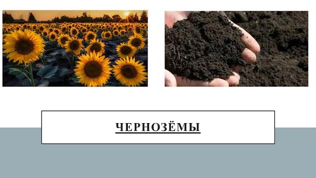 Почвы Почвы