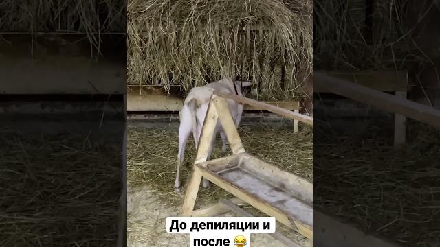 До и после эпиляции #шугаринг #депиляция #юмор До и после эпиляции #шугаринг #депиляция #юмор