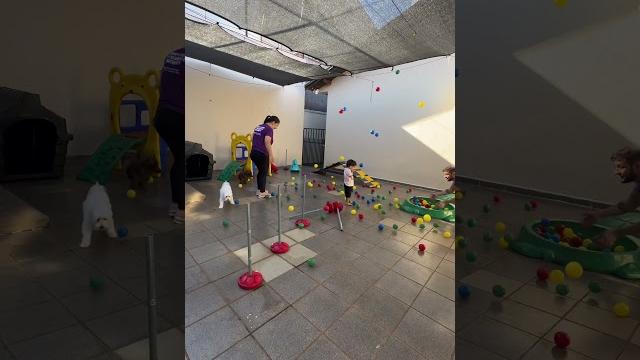 Rotina de uma manhã na creche e hotelzinho pet! #hospedagempet #rotinapet #crechecanina Rotina de uma manhã na creche e hotelzinho pet! #hospedagempet #rotinapet #crechecanina