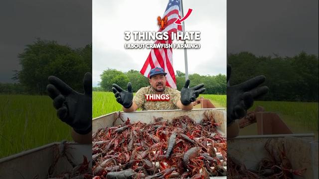3 things i hate about crawfish farming 3 things i hate about crawfish farming