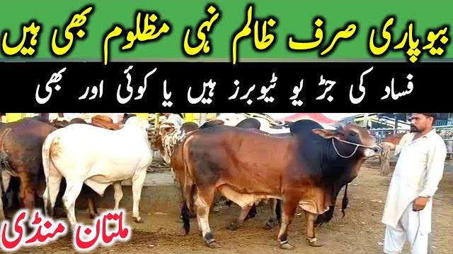 Multan cow mandi khere bachre | youtubers role | tax in animal mandi || global village farming Multan cow mandi khere bachre | youtubers role | tax in animal mandi || global village farming