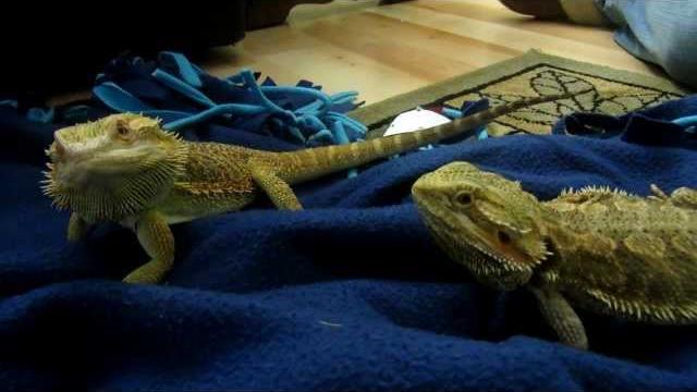 Pebble meets her man - bearded dragon mating ritual Pebble meets her man - bearded dragon mating ritual