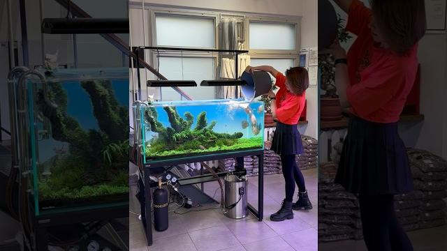 У кого живут дискусы в травнике#aquariumfish #аквариум #aquarium #mashabloom #машаблюм #рыбки У кого живут дискусы в травнике#aquariumfish #аквариум #aquarium #mashabloom #машаблюм #рыбки