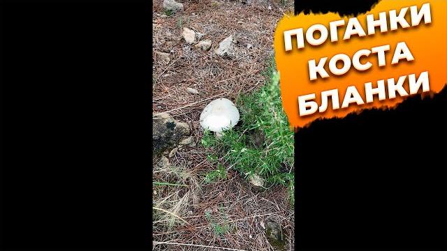 Грибы поганки коста бланка испания #shorts Грибы поганки коста бланка испания #shorts
