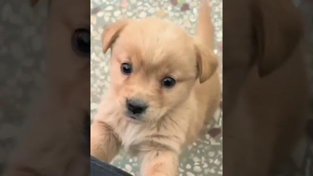 Baby dog#cute puppy barking#4kviral#shorts Baby dog#cute puppy barking#4kviral#shorts