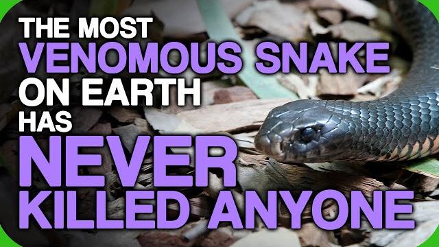 The most venomous snake on earth has never killed anyone The most venomous snake on earth has never killed anyone
