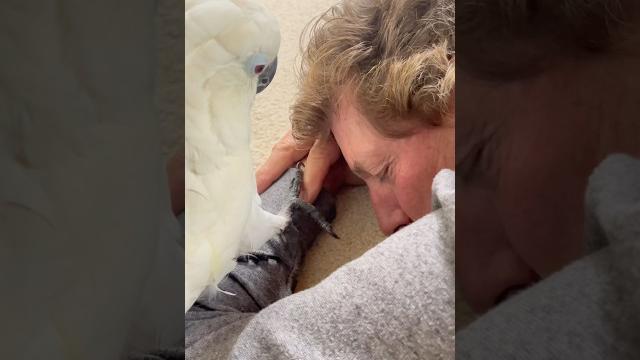 Watch my cockatoo check on her sleeping dad #cockatoo #parrot #reaction #dadlife #adoptdontshop Watch my cockatoo check on her sleeping dad #cockatoo #parrot #reaction #dadlife #adoptdontshop