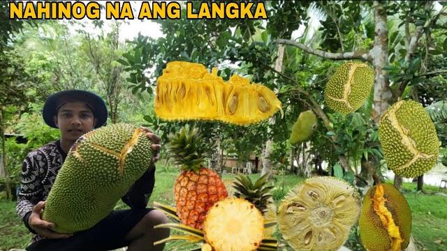 Ang laki ng bunga ng langka na hinog na sa puno Ang laki ng bunga ng langka na hinog na sa puno