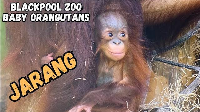 Красивый детеныш орангутанга джаранга и его мама Красивый детеныш орангутанга джаранга и его мама