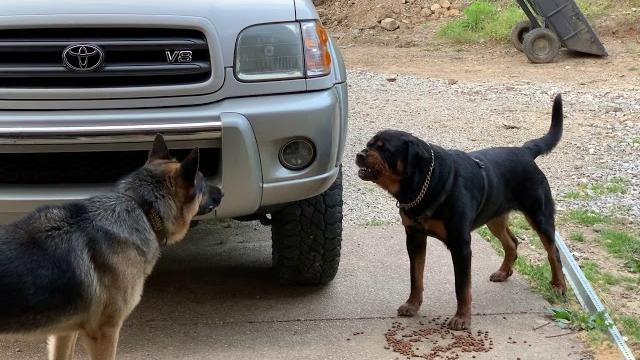Aggressive one year old rottweiler challenges alpha german shepherd Aggressive one year old rottweiler challenges alpha german shepherd