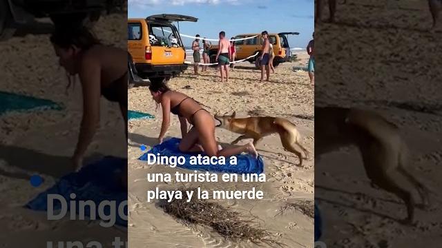 El momento en que un dingo ataca una turista en una playa y la muerde. no es el único caso El momento en que un dingo ataca una turista en una playa y la muerde. no es el único caso