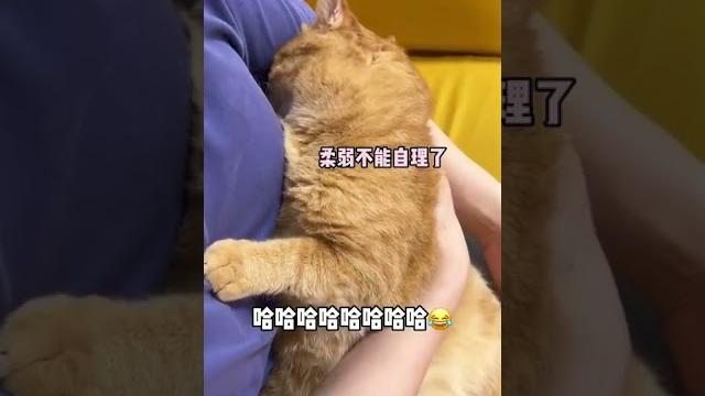 【貓咪叫不苦】都到這個份上了,越來越感覺疼了哈哈哈哈哈哈哈哈哈哈哈 【貓咪叫不苦】都到這個份上了,越來越感覺疼了哈哈哈哈哈哈哈哈哈哈哈