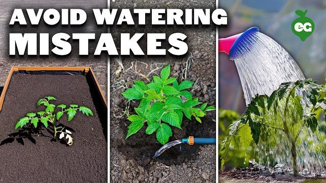 5 watering mistakes you're probably making 5 watering mistakes you're probably making