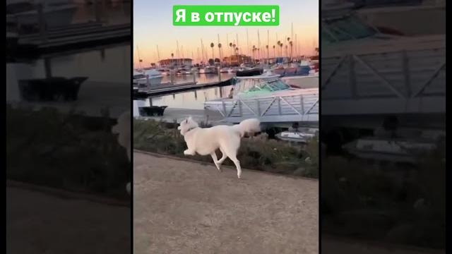 #отпуск #отдых #прикол #собака #отпуск #отдых #прикол #собака