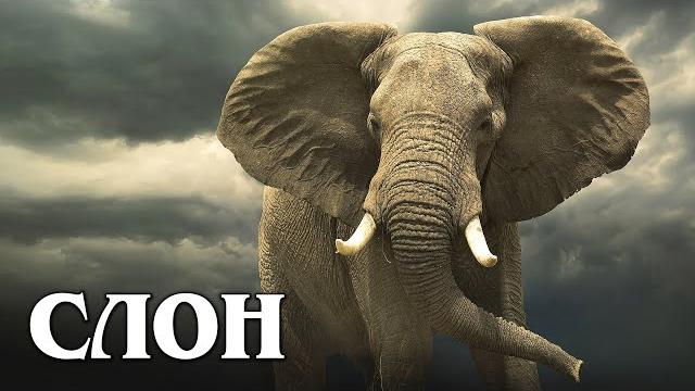 Африканский слон: самое крупное и умное наземное животное | интересные факты про слонов Африканский слон: самое крупное и умное наземное животное | интересные факты про слонов