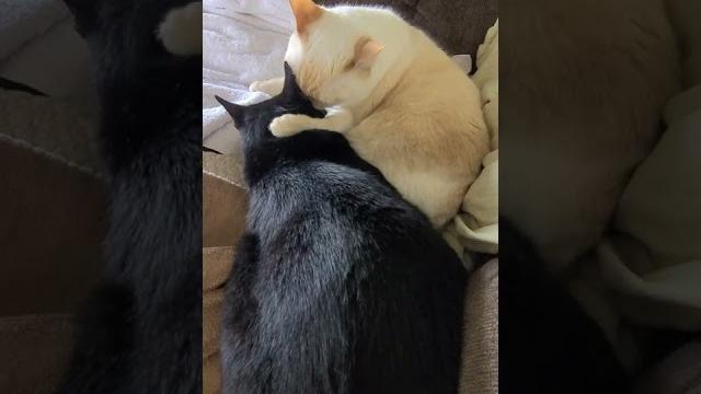 Sup bro. lemme lick your ear Sup bro. lemme lick your ear
