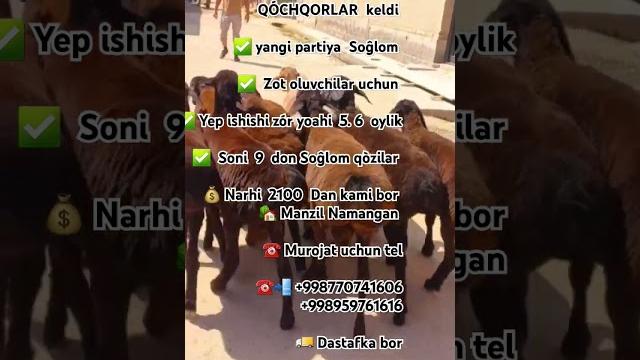 Kashtan qo'chqorlar #qoylar #qo'chqorlar #chorvaolami #hisori #vodiyqo'ylari #qoyboqish #qoylar Kashtan qo'chqorlar #qoylar #qo'chqorlar #chorvaolami #hisori #vodiyqo'ylari #qoyboqish #qoylar