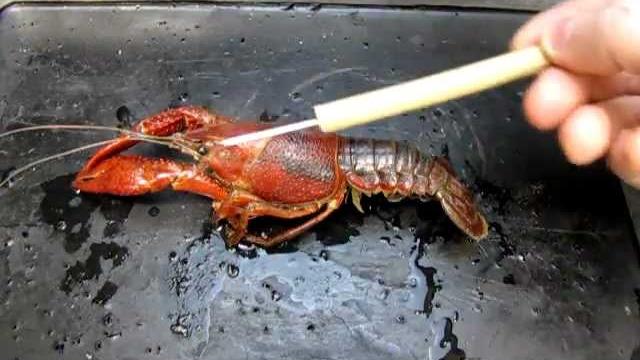 Crayfish anatomy part 1 Crayfish anatomy part 1