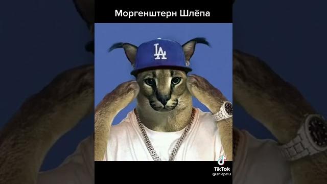 Разновидности шлёпы! #шлёпа #пельмени #floppa #кот #хочувтренды #разновидности #tiktok #рекомендации Разновидности шлёпы! #шлёпа #пельмени #floppa #кот #хочувтренды #разновидности #tiktok #рекомендации
