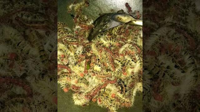 Goreng ulat bulu,dengan sedikit minyak Goreng ulat bulu,dengan sedikit minyak