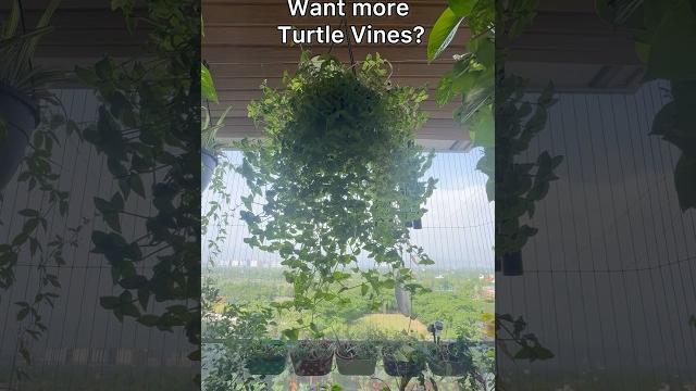 How to propagate turtle vine #turtlevine #plantstoriesbypoojaaparajita #waterpropagation How to propagate turtle vine #turtlevine #plantstoriesbypoojaaparajita #waterpropagation