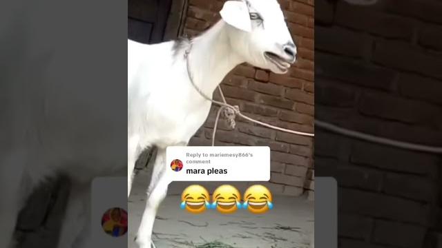 Goat call mariam #viral #trending #viral #toutlemonde Goat call mariam #viral #trending #viral #toutlemonde