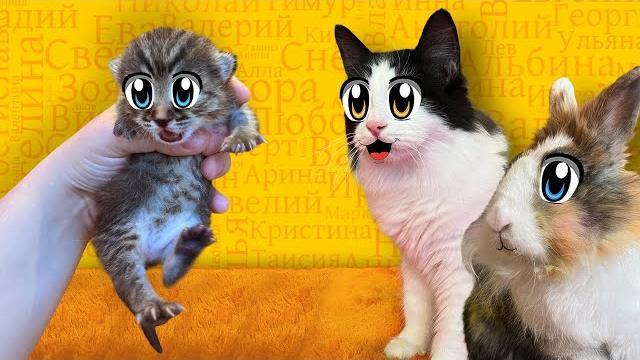 Первые дни кошечки! выбираем имя для кисы! семья а ну-ка давай-ка предложила разные типы имен Первые дни кошечки! выбираем имя для кисы! семья а ну-ка давай-ка предложила разные типы имен