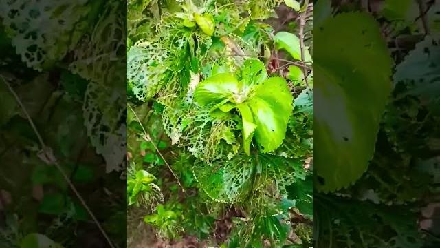 #acalypha plant️️️️#shorts #acalypha plant️️️️#shorts