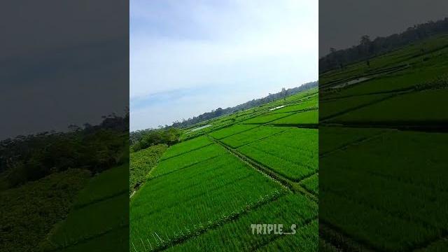 Alas di blitar yg sempat viral era 90'an #drone #fpv #blitar #sanankulon #alasmaliran #fyp Alas di blitar yg sempat viral era 90'an #drone #fpv #blitar #sanankulon #alasmaliran #fyp