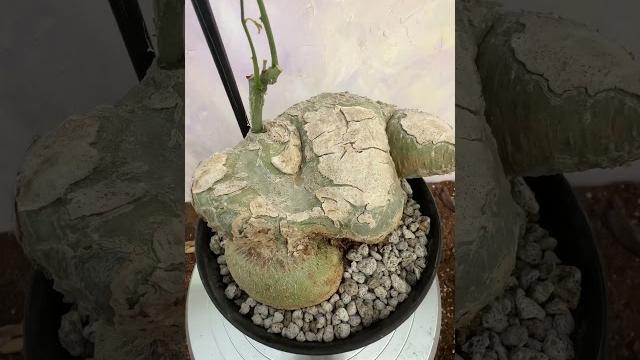 Adenia lindenii a Adenia lindenii a