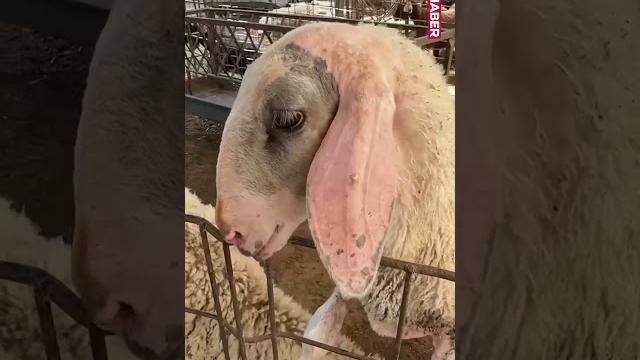 Gazze'de bu yıl da kurban pazarları boş kaldı Gazze'de bu yıl da kurban pazarları boş kaldı
