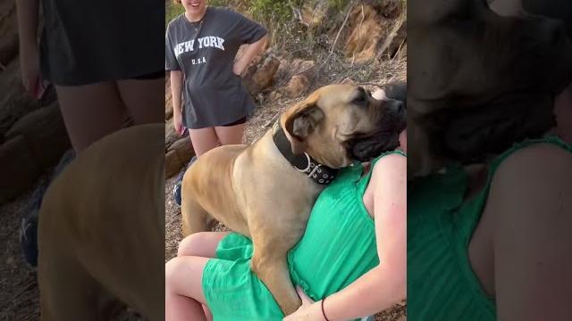 Big boerboel taking cuddles Big boerboel taking cuddles