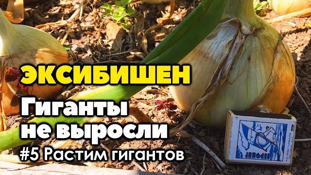 Почему не получилось вырастить крупный лук эксибишен | как вырастить лук эксибишен больше килограмма Почему не получилось вырастить крупный лук эксибишен | как вырастить лук эксибишен больше килограмма