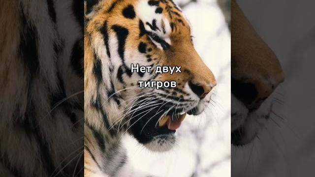 Тигры #тигр #животные #природа Тигры #тигр #животные #природа