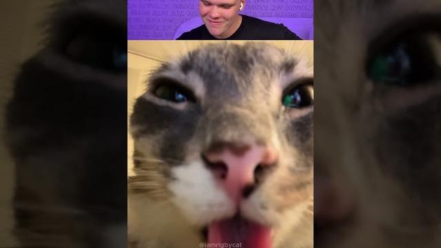 Try not to laugh 645 #funny #viralvideo #shorts Try not to laugh 645 #funny #viralvideo #shorts